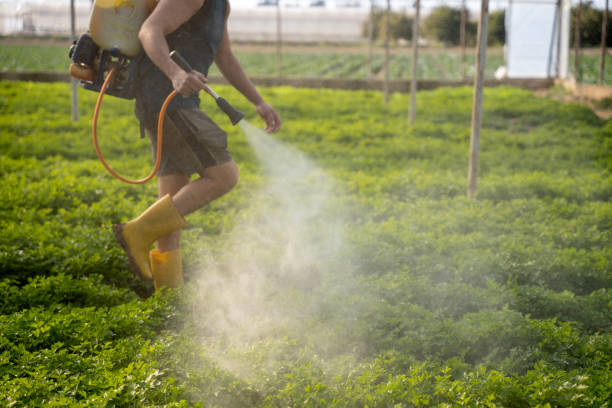 Best Ant Control Services  in Foster City, CA