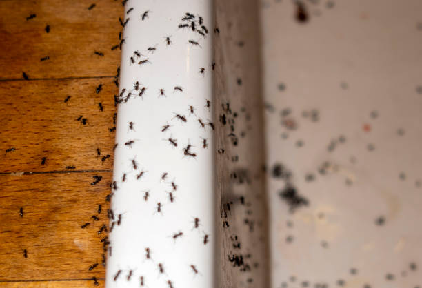 Best Ant Control Services  in Foster City, CA